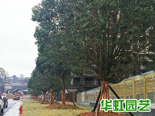 鶴州印象綠化工程